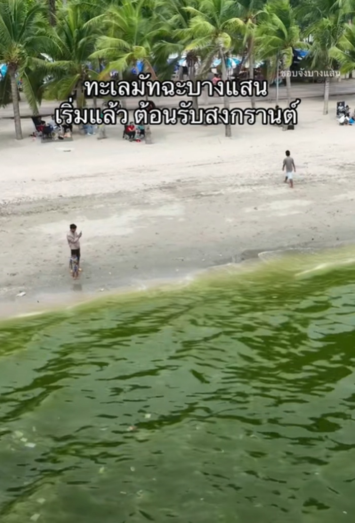 ทะเลชาเขียว