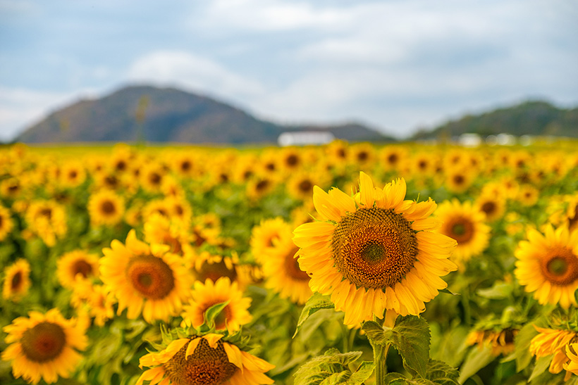 Lacol Khaoyai - A Chatrium Collection ทุ่งทานตะวัน เขาใหญ่