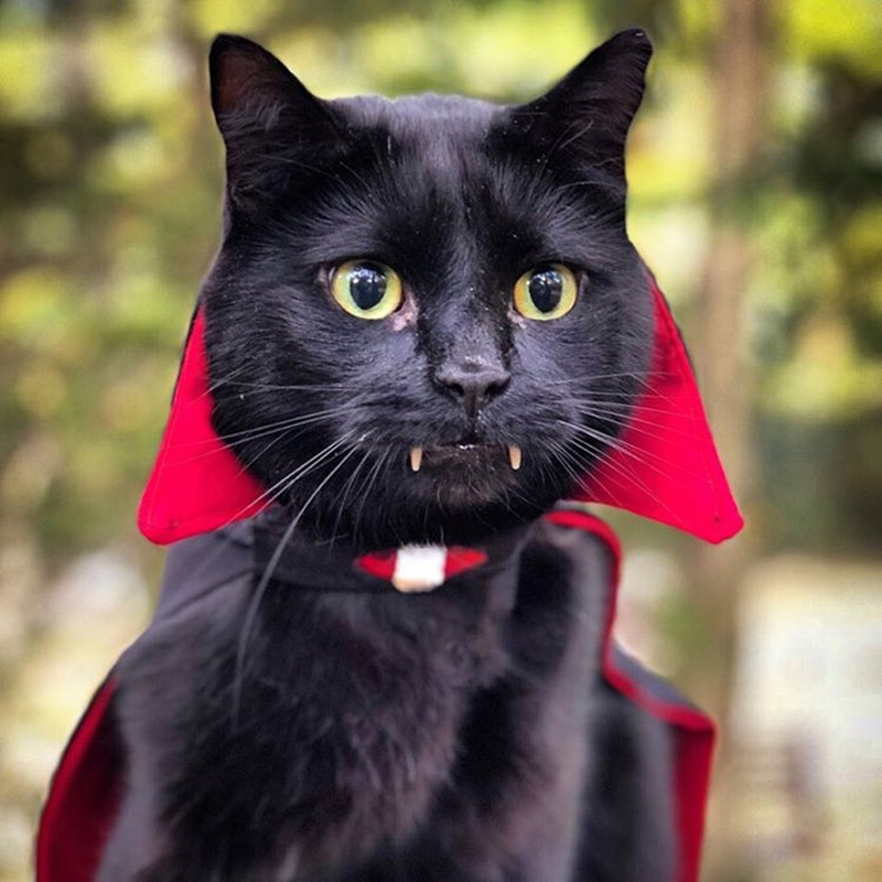 แมวจรจัด