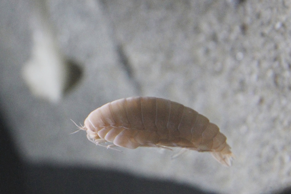 ไอโซพอด