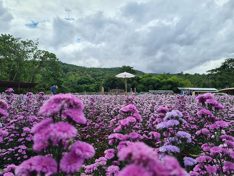 ไร่กลิ่นเกสร เชียงใหม่