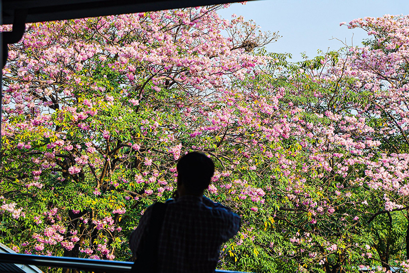 ชมพูพันธุ์ทิพย์ สวนจตุจักร 2569