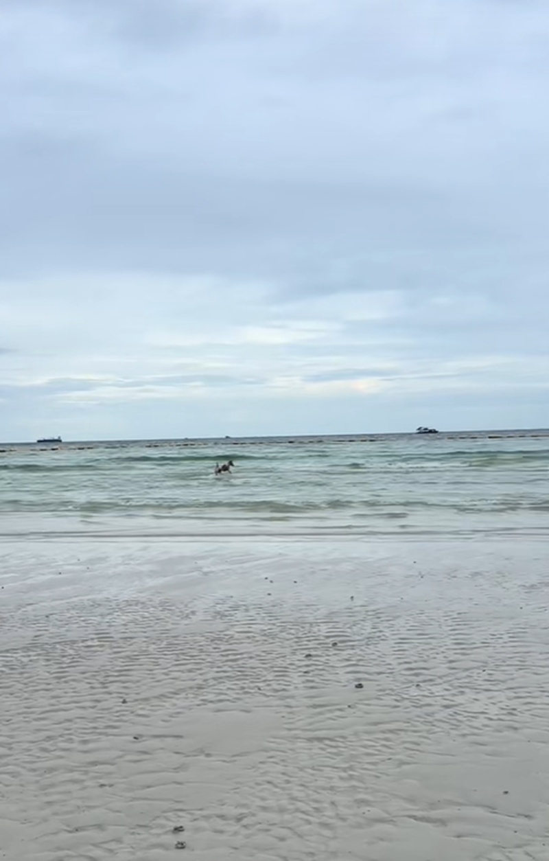 หมาเล่นน้ำ