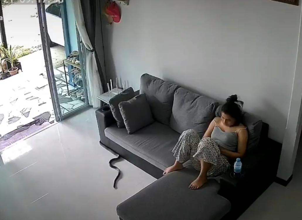 งูเลื้อยเข้าบ้าน