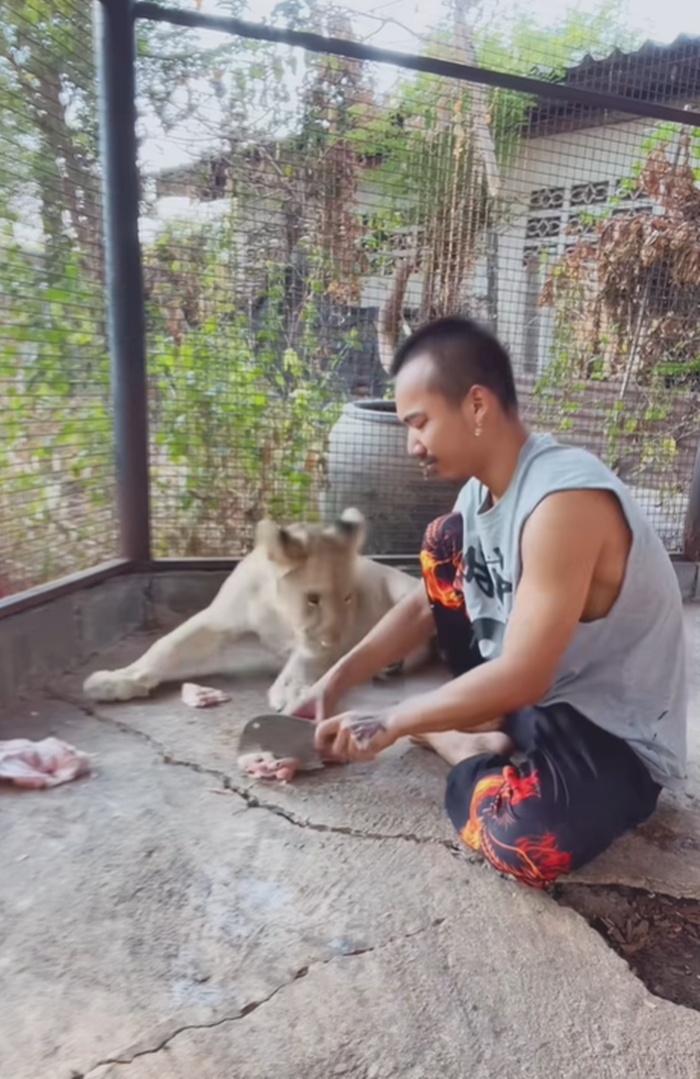 ให้อาหารสิงโต