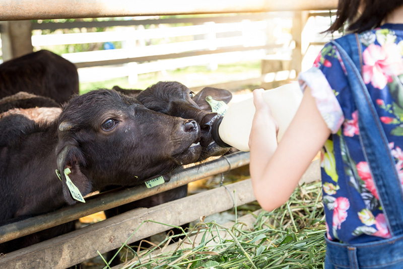 ที่เที่ยวสำหรับเด็ก 2567 มินิมูร่าห์ฟาร์ม