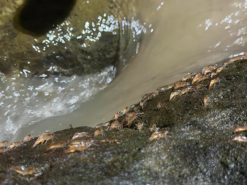 กุ้งเดินขบวน 2569 แก่งลำดวน อุบลฯ