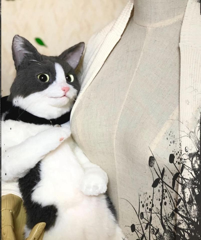 กระเป๋าแมว