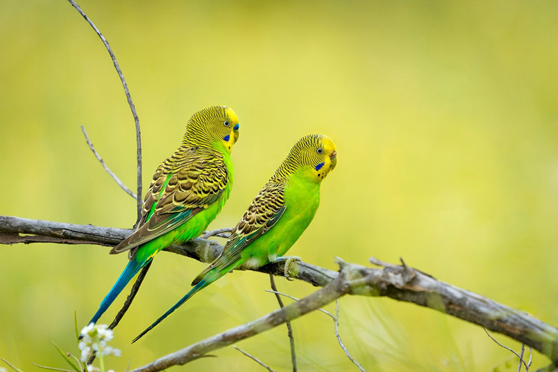 นกเลี้ยงง่าย เหมาะมือใหม่