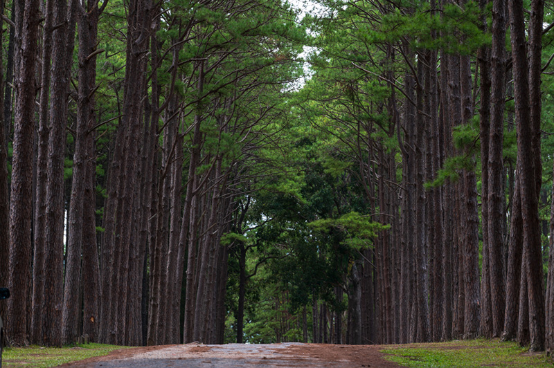 สวนสนบ่อแก้ว