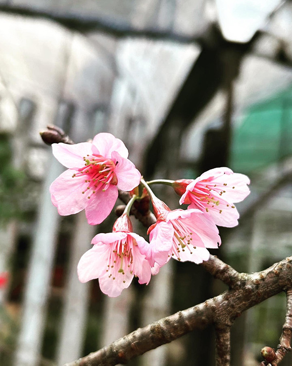 ดอกนางพญาเสือโคร่ง