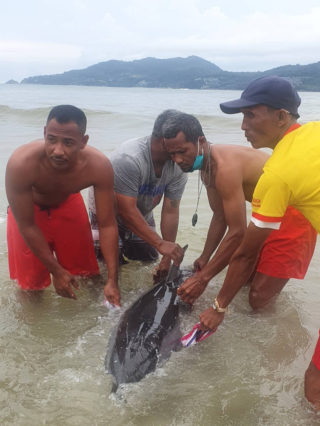 โลมาเกยตื้น