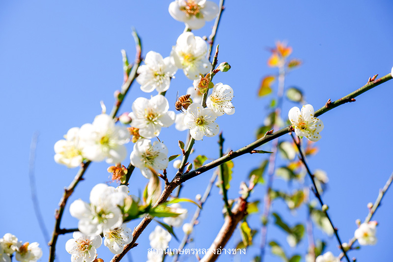 ดอกบ๊วย 2568 สถานีเกษตรหลวงอ่างขาง