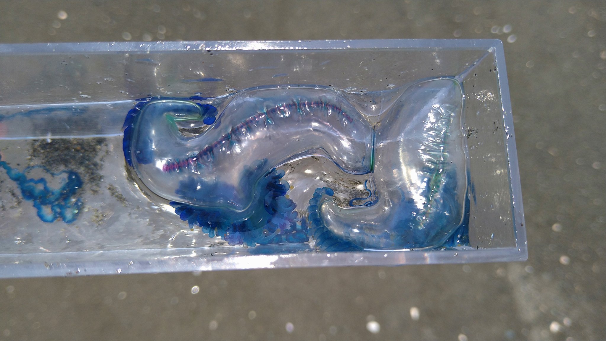 แมงกะพรุนไฟหมวกโปรตุเกส