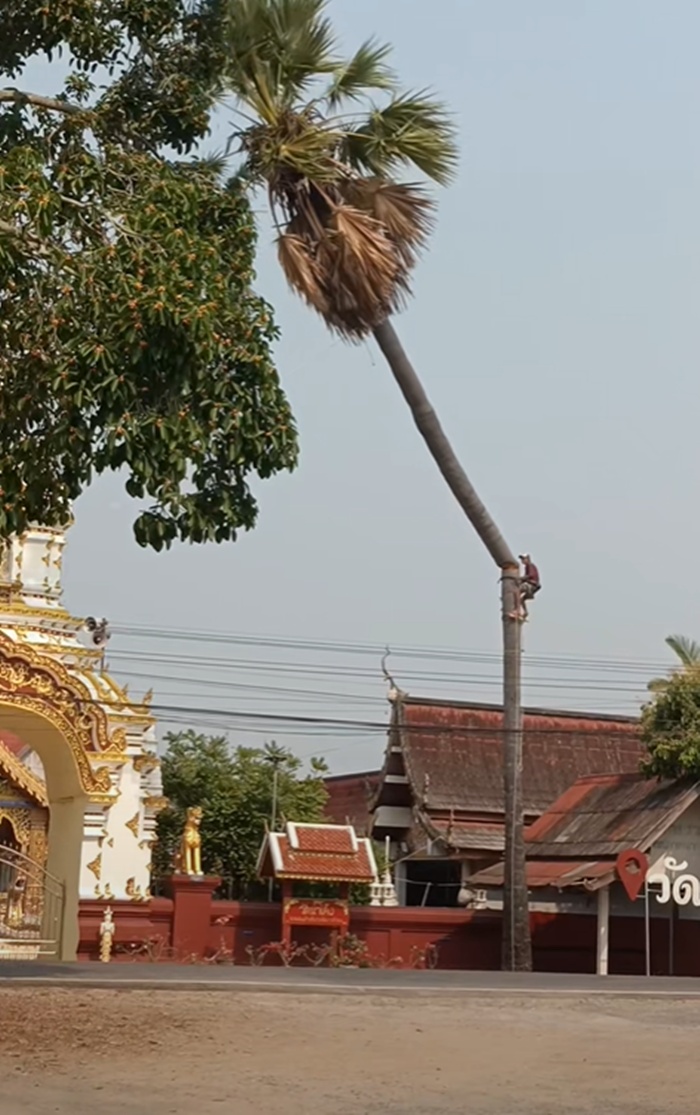 ตัดต้นตาล