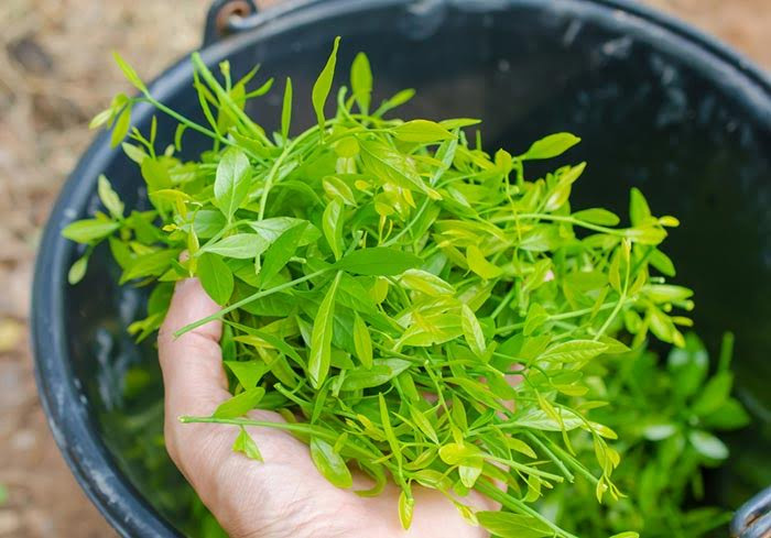 ผักวิตามินซีสูง