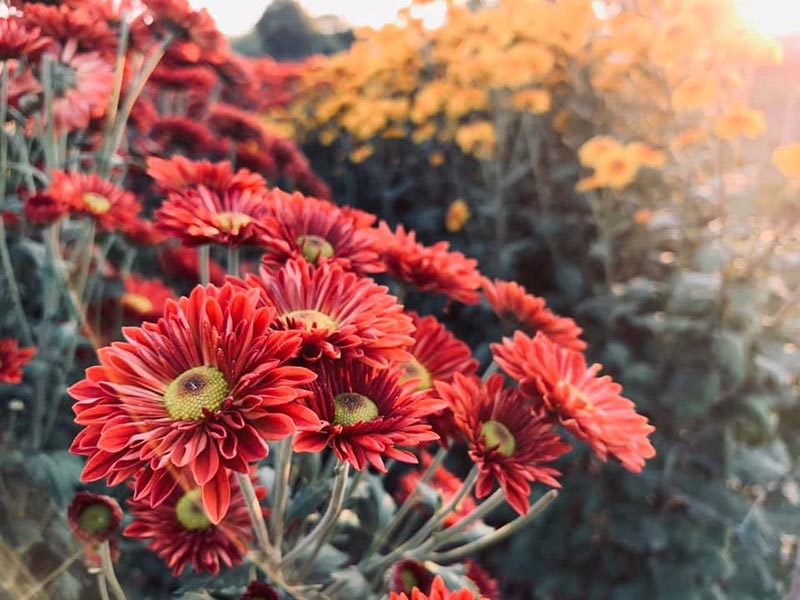 สวนดอกไม้พ่อหลวงชัชร์ เชียงใหม่