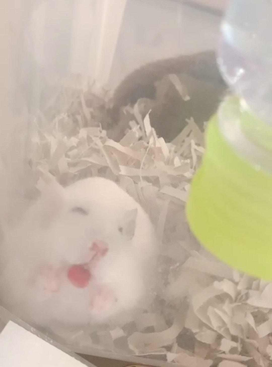 หนูแฮมสเตอร์