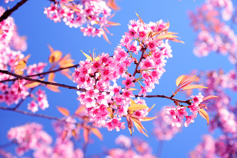 ภูลมโล
