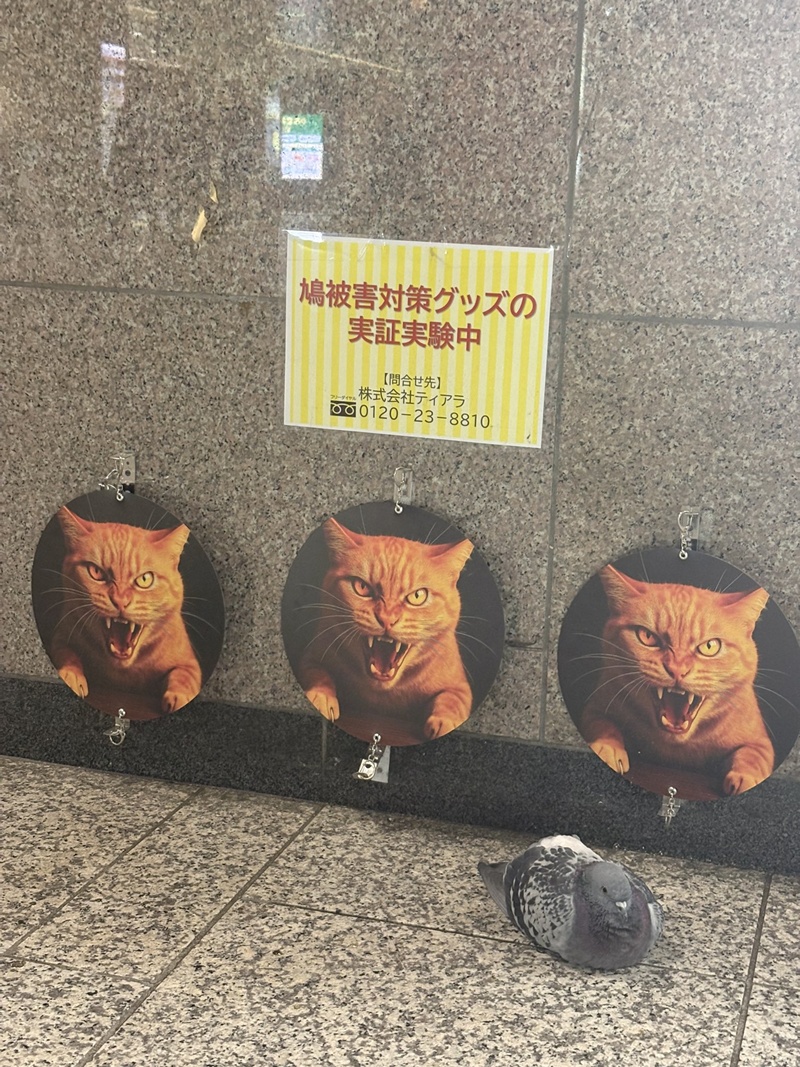 ไล่นกพิราบ