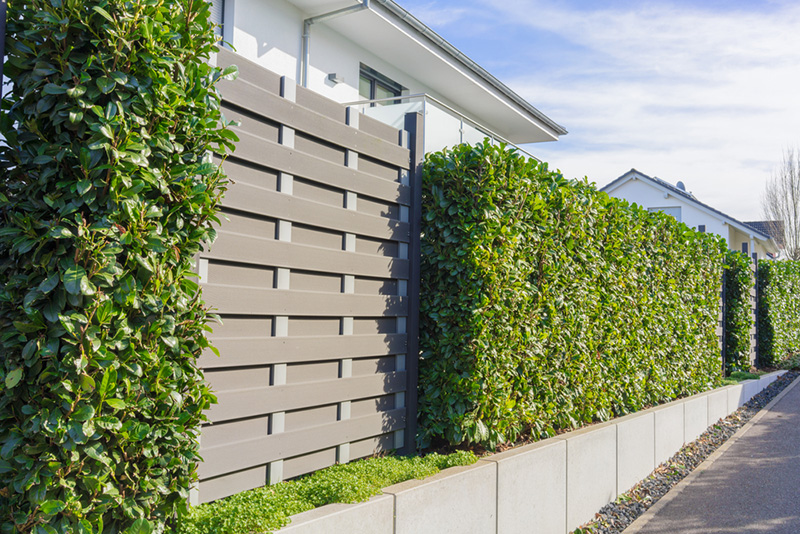 ไอเดียรั้วต้นไม้ Cherry Laurel Hedge for Modern Outdoor Landscaping