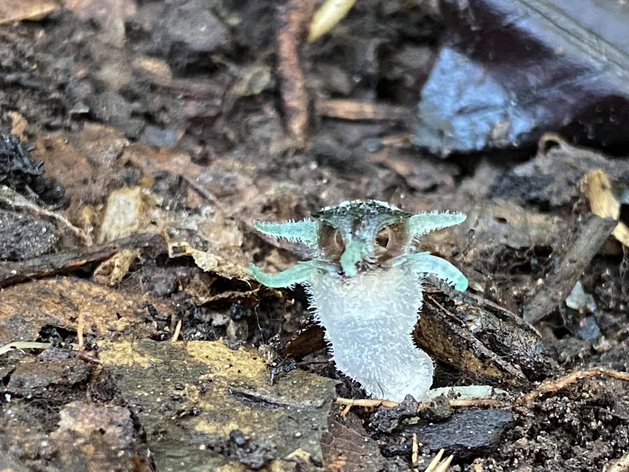 ต้นพิศวงตานกฮูก