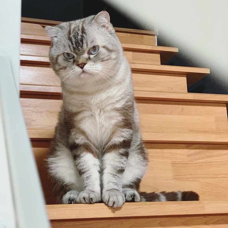 เพจแมวน่ารัก ๆ