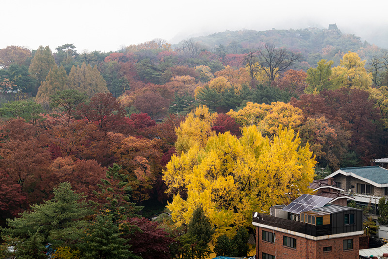 ใบไม้เปลี่ยนสี