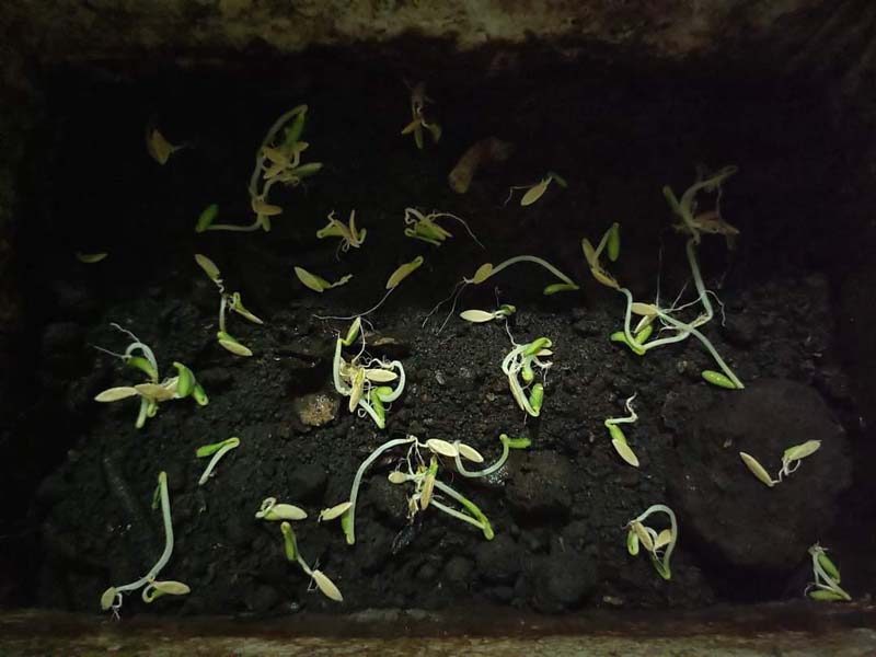 วิธีปลูกแตงกวากินเอง