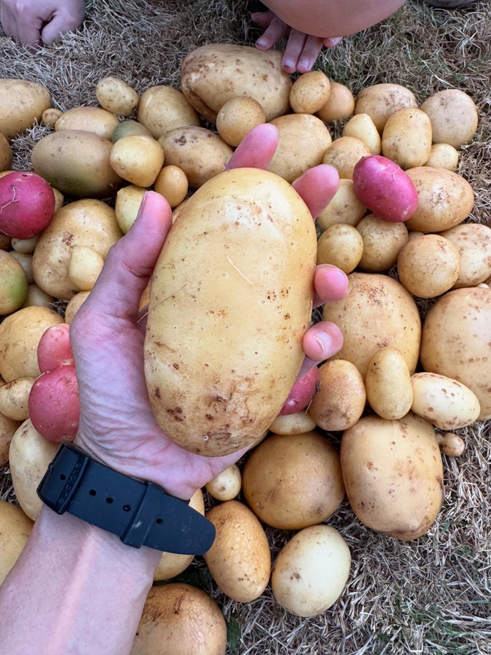 อุ้ม สิริยากร ปลูกมันฝรั่ง