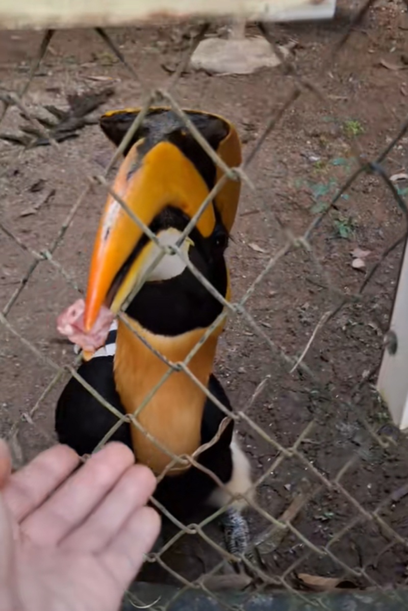 นกเงือก