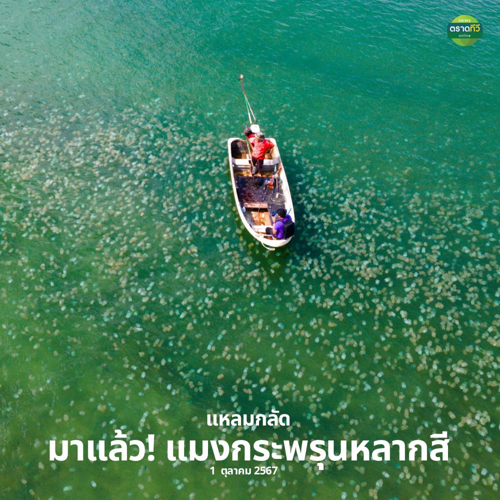 แมงกะพรุนหลากสี บ้านคลองสน แหลมกลัด