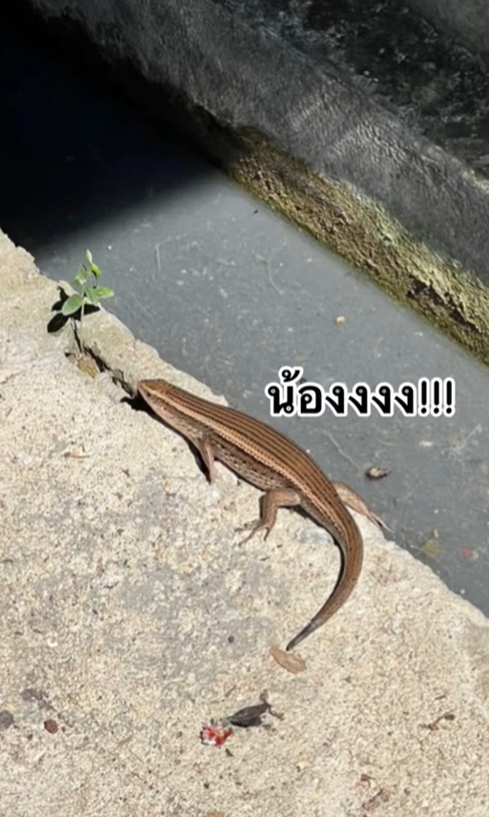 งูเข้าบ้าน