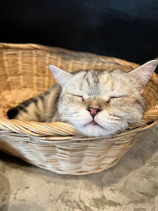คาเฟ่แมว