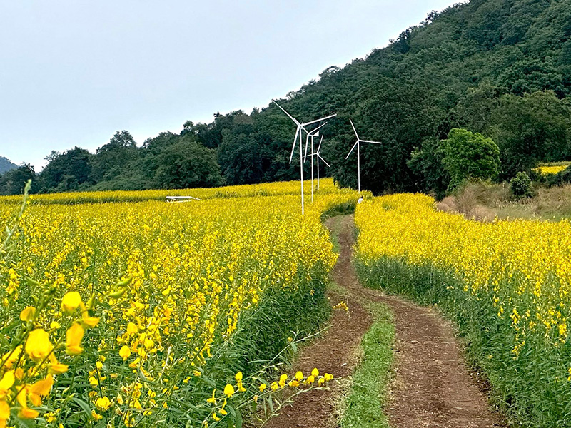 ทุ่งดอกปอเทืองไร่ธรรมชัย 2568 ตากฟ้า นครสวรรค์