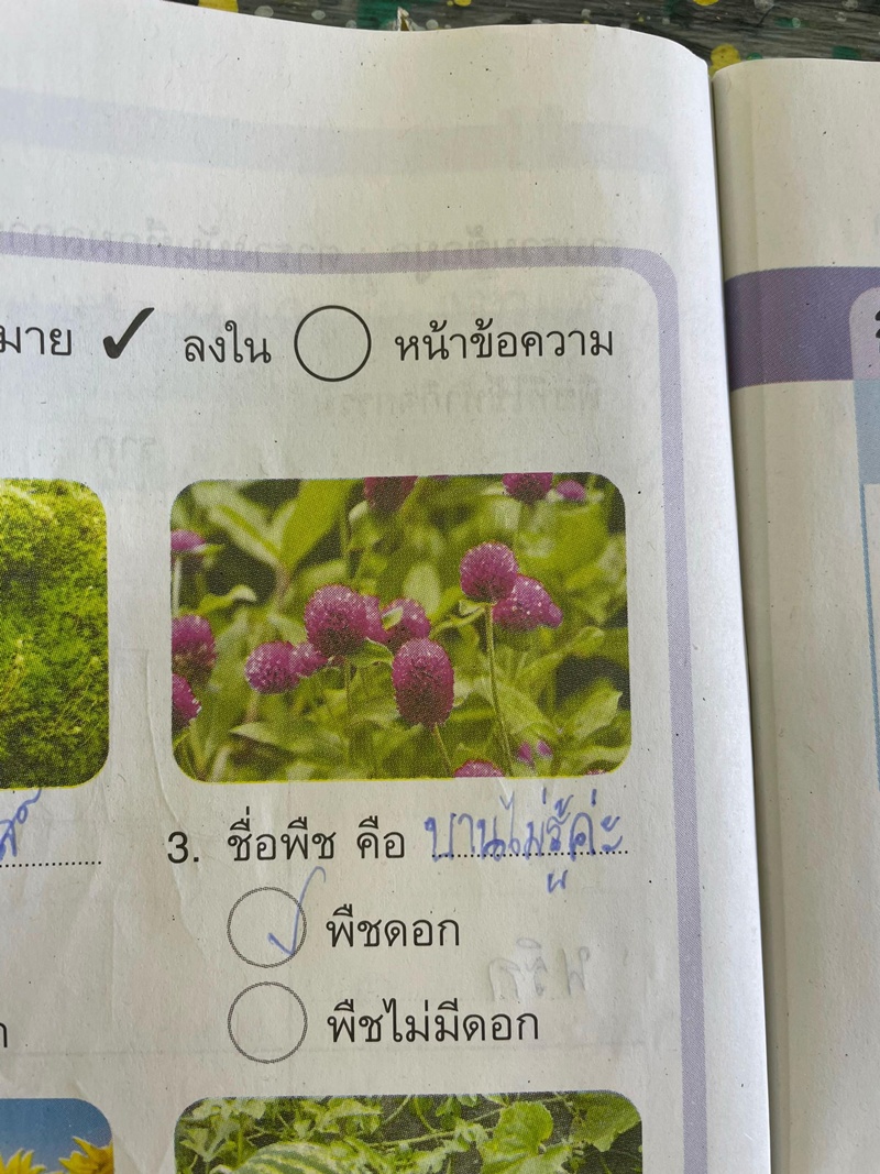 ชื่อพืช