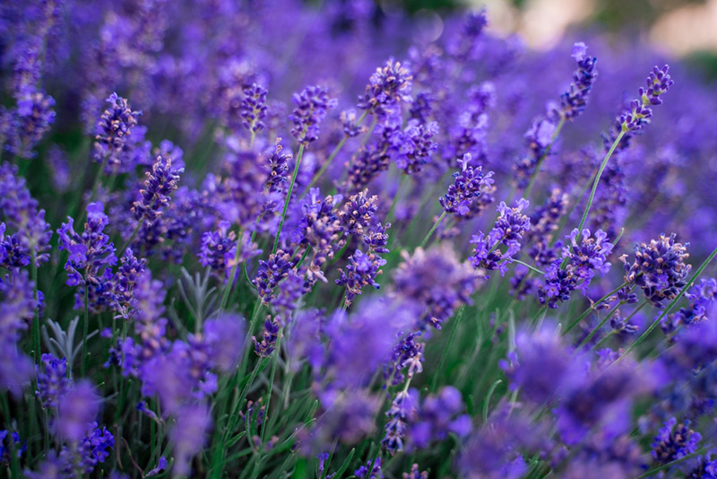 ดอกลาเวนเดอร์