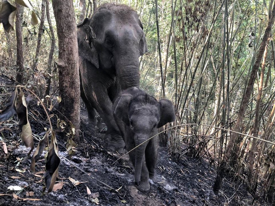 ไฟไหม้ป่าเชียงใหม่