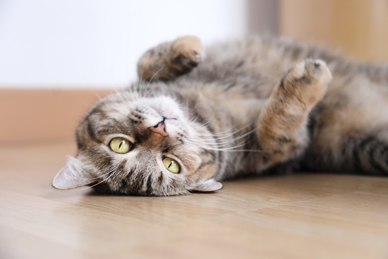 ข้อดีของการเลี้ยงแมว