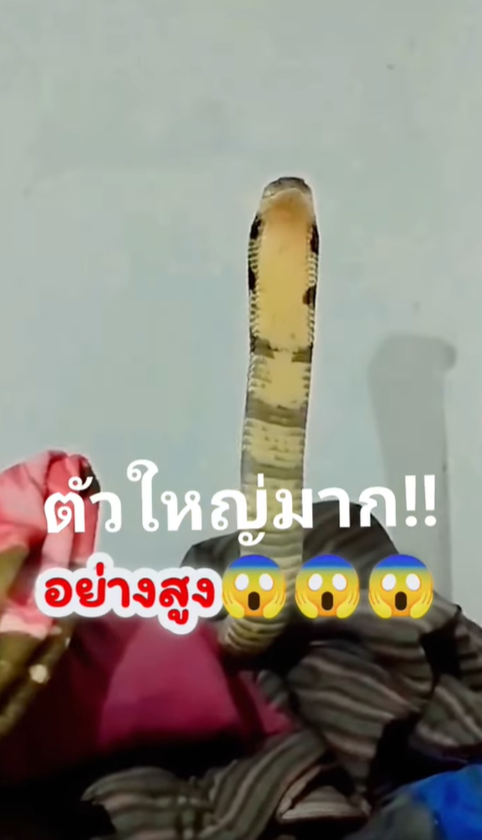 งูจงอาง