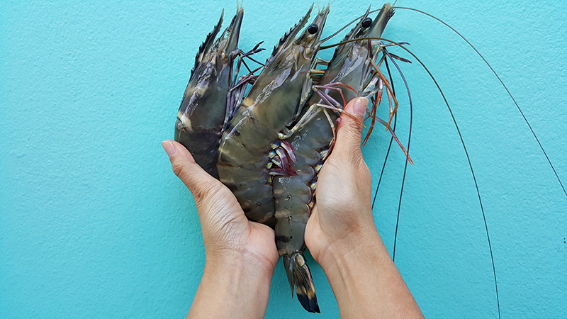ฝันว่าจับกุ้ง