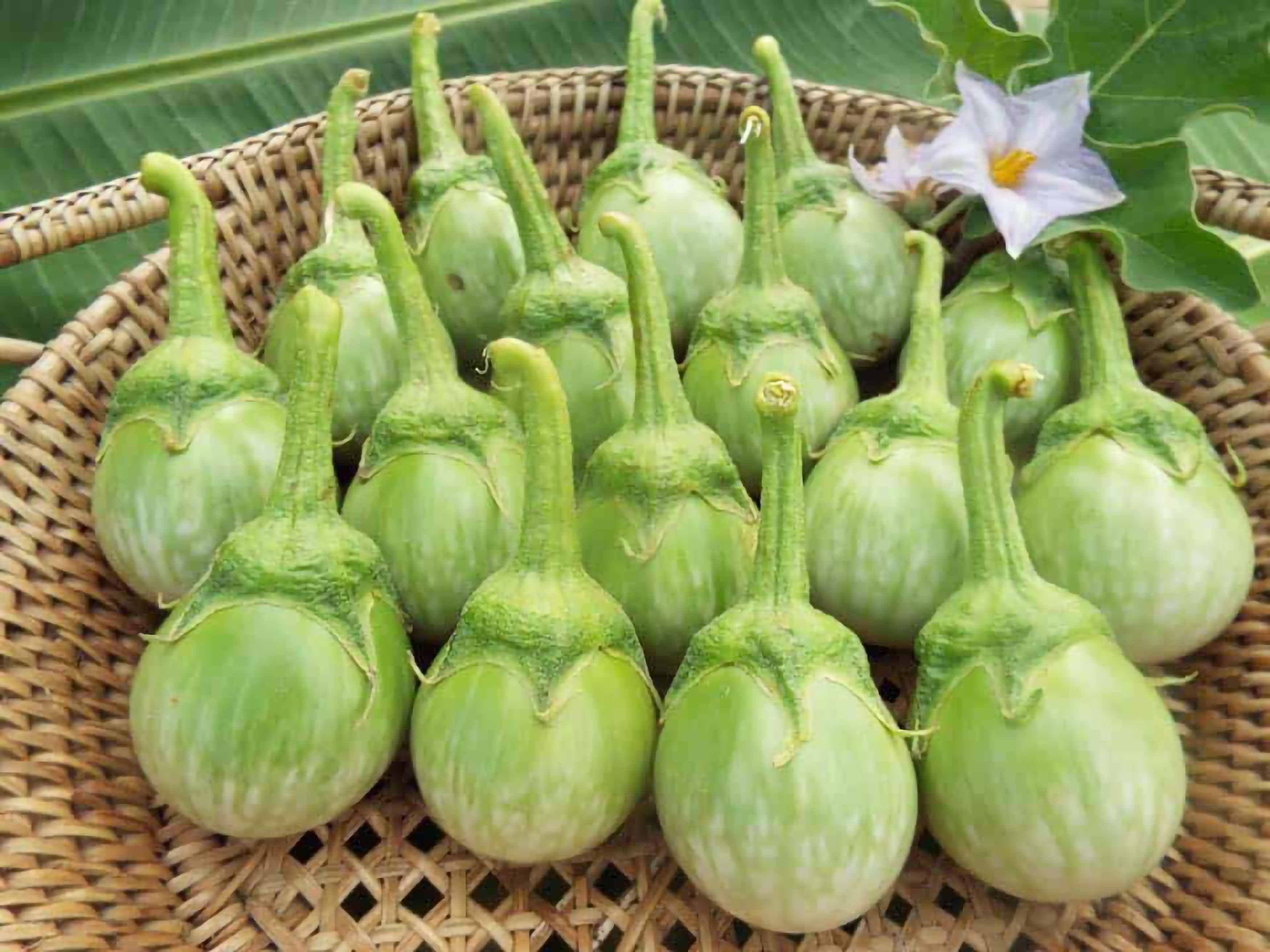 มะเขือเปราะ