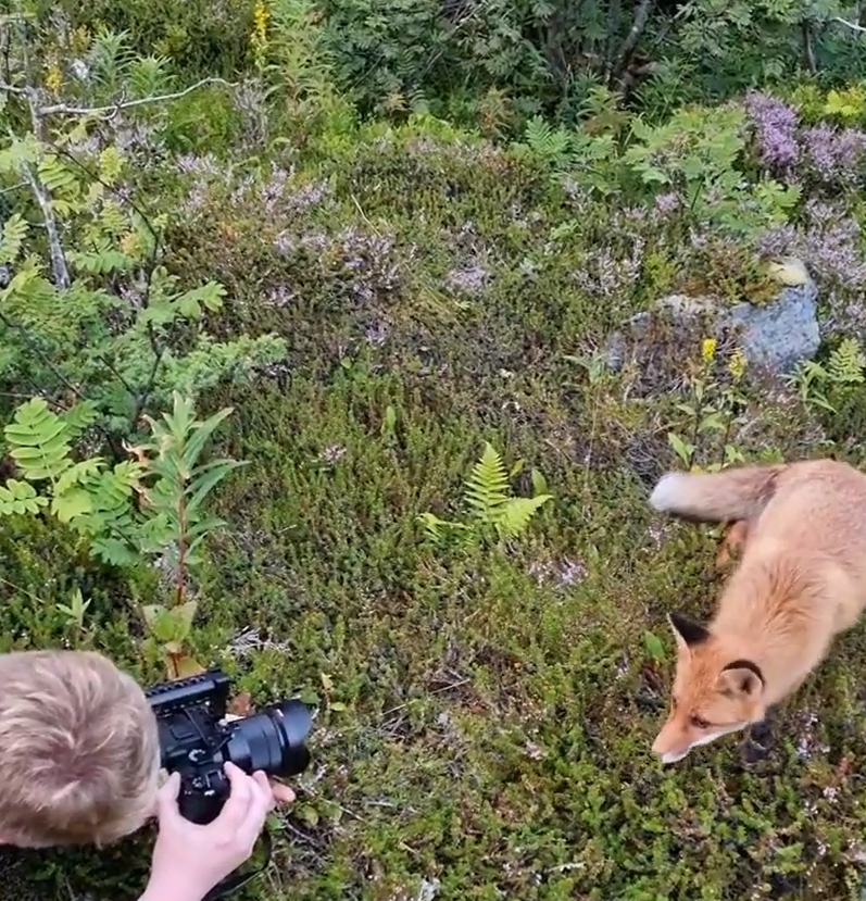 สุนัขจิ้งจอก