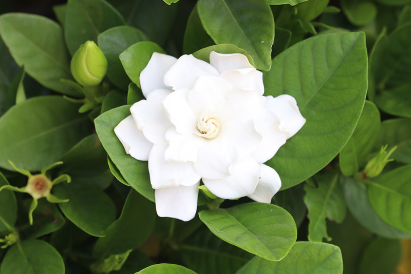 พุดซ้อน