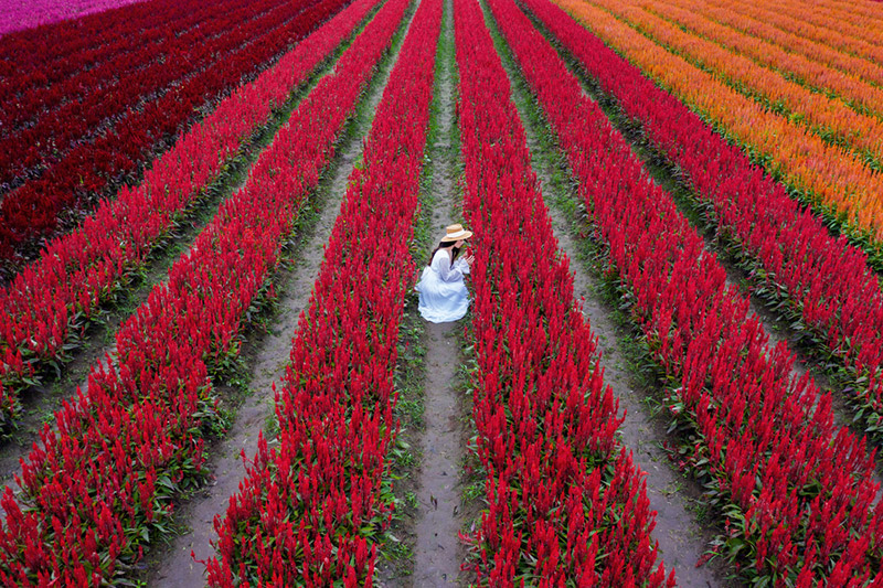 ทุ่งดอกไม้สีแดง เชียงใหม่