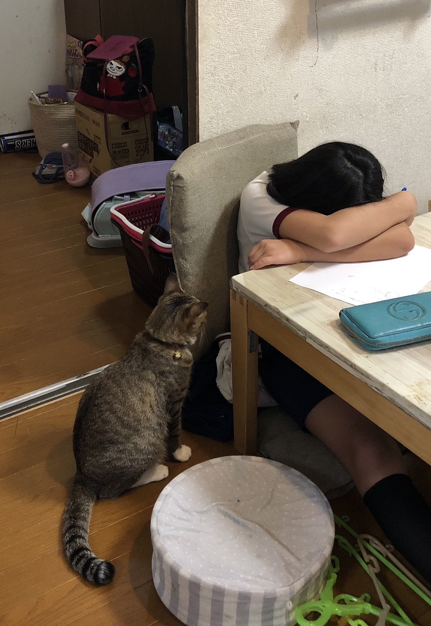 แมวปลอบ