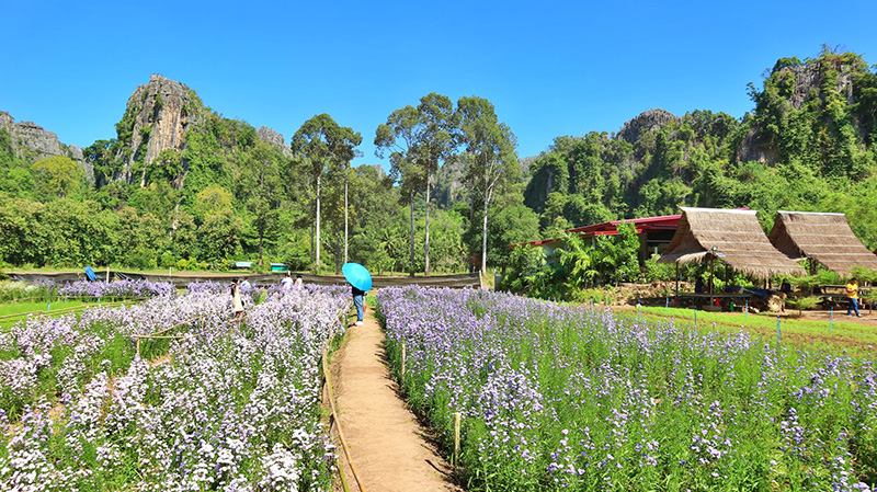 ทุ่งดอกไม้เนินมะปราง พิษณุโลก