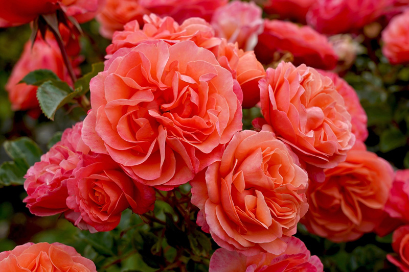 ราศีพฤษภ ดอกไม้ประจำ 12 ราศี