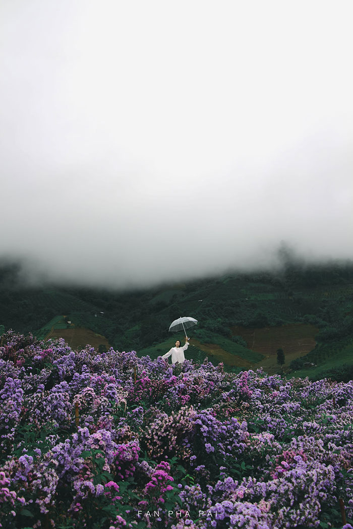 สวนดอกไม้ ป้างฮวา