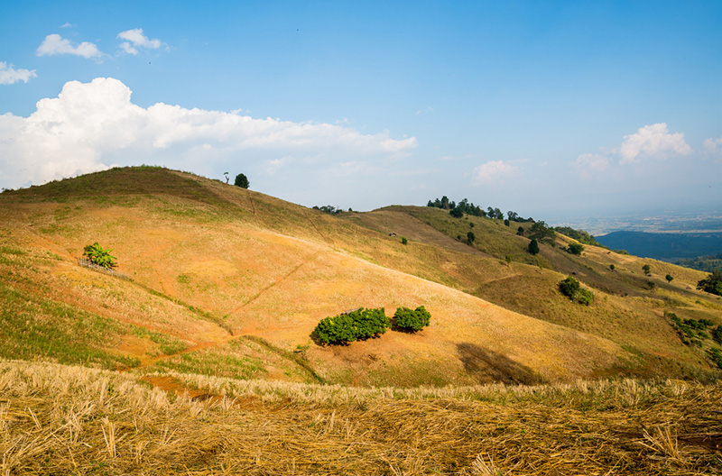 เนินเขาดอยป่าคาเปลี่ยนเป็นสีทอง